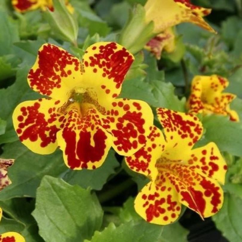 Губастик (мимулюс) Maximus Yellow Blothch